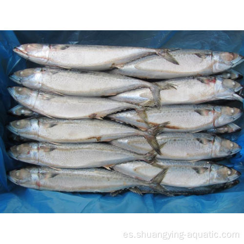 BQF Landfrozen Whole Round Pacific Mackerel Fish 300-500G